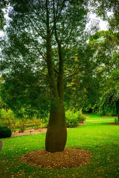 Green Trees Park — Stock Photo, Image