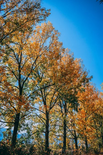 가을에 공원에 나무들 — 스톡 사진