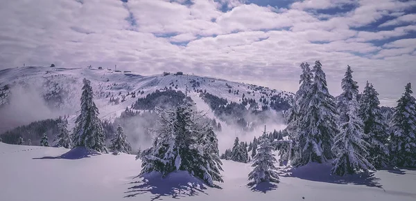 阳光灿烂的日子里 雪山上无尽的针叶林 风景如画 — 图库照片