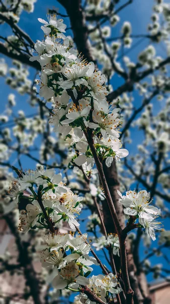 Apple blossom tree in spring