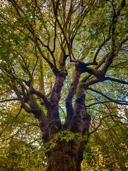 Árbol Grande Con Hojas Verdes Calle Día Soleado — Foto de Stock