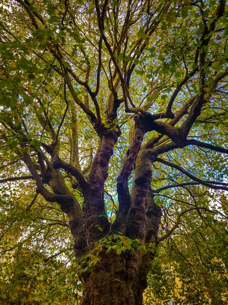 Árbol Grande Con Hojas Verdes Calle Día Soleado — Foto de Stock