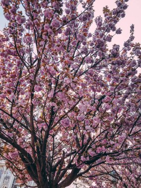 Baharda kiraz çiçeği ağacı