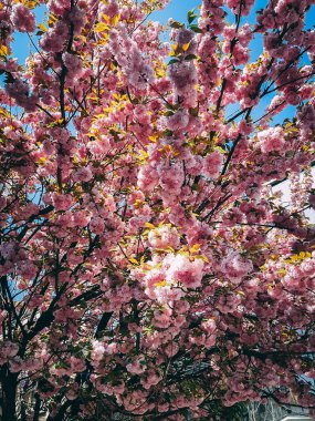 Baharda kiraz çiçeği ağacı