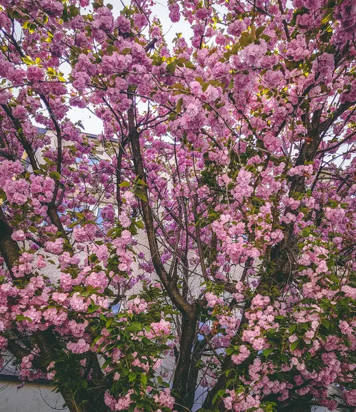 Cherry Blossom Tree Spring — Stock Photo, Image