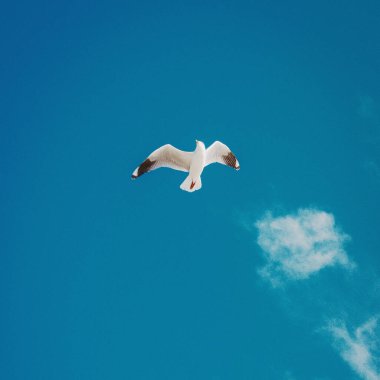 Güneşli bir günde mavi gökyüzünde uçan martılar. 
