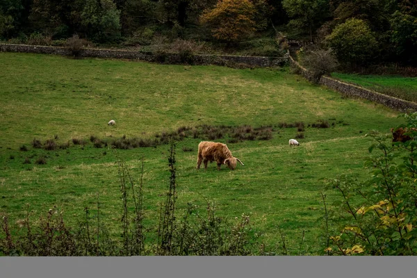 Вид Ландшафт Горы Графства Нагорье Шотландия — стоковое фото