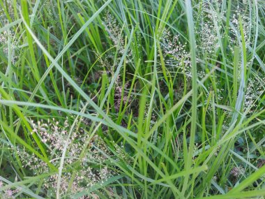 Taze toprakta yeşil renkli bir çalılığın ortasında küçük bir spor, çok güzel büyüyor.