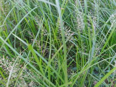 Taze toprakta yeşil renkli bir çalılığın ortasında beyaz bir spor çok güzel büyüyor.
