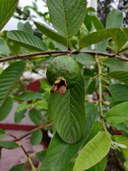 Yeşil Bir Yaprağın Altında Asılı Guava Ağacında Küçük Yeşil Renkli — Stok fotoğraf