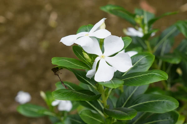 Petali Colore Bianco Piccolo Bocciolo Fiore Che Fiorisce Nell Habitat — Foto Stock