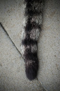tail of a cat on floor