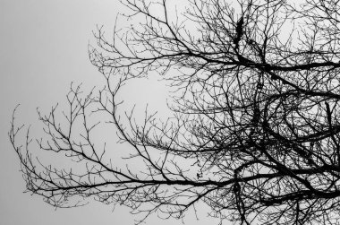 Siluet ağacı siyah beyaz