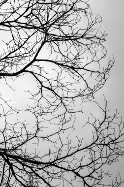 Siluet ağacı siyah beyaz