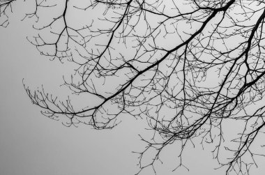 Siluet ağacı siyah beyaz