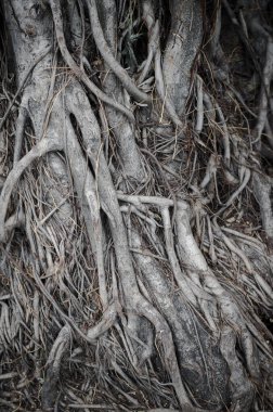 Ağaç Kökleri Bahçede şube 