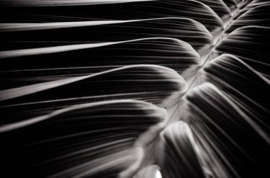 Yakın plan palmiye yaprağı dokusu soyut