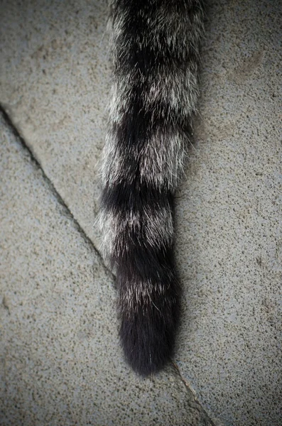 Tail Cat Floor —  Fotos de Stock