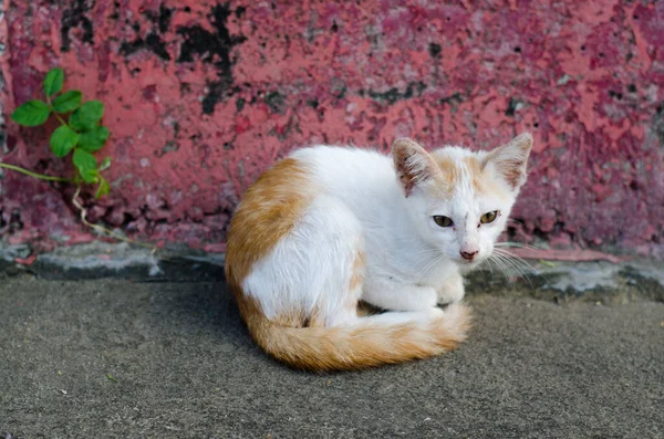 Katten Onderweg Dier — Stockfoto