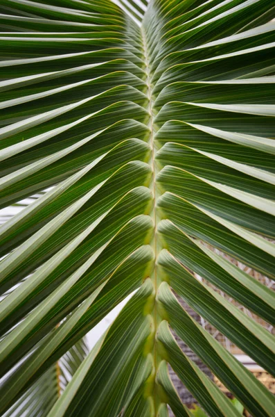 closeup palm leaf texture abstract