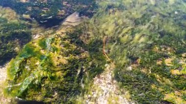 Balık sürüsü, kıyıya yakın sığ sularda yaşayan bir grup balık olan alglerde yüzer. Yukarıdan bak. Güneşli yansımalı şeffaf su. HD video