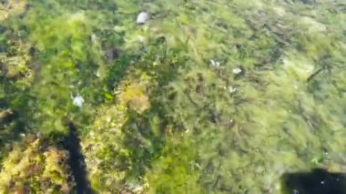 Balık sürüsü, kıyıya yakın sığ sularda yaşayan bir grup balık olan alglerde yüzer. Yukarıdan bak. Güneşli yansımalı şeffaf su. HD video