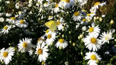 Beyaz papatya üzerinde kelebek. Görüntü hareket halinde. Taşıma şarjörü. Hoş geldin bahar. İlkbahar, böcekli güzel video