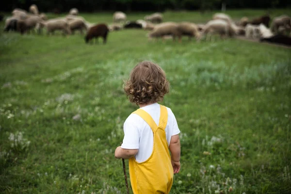 一个穿着黄色西服的孩子在牧羊的田里美丽的大自然与人 图库图片