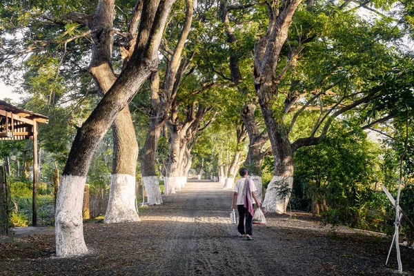 Shady country road in An Giang, Vietnam