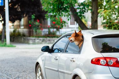 Küçük kırmızı bir köpek arabanın penceresinden dışarı bakar. Köpek bakıyor. Dost köpek. Merak..