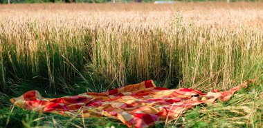 Buğday tarlasında ekose. Buğday tarlası. Boş alan.