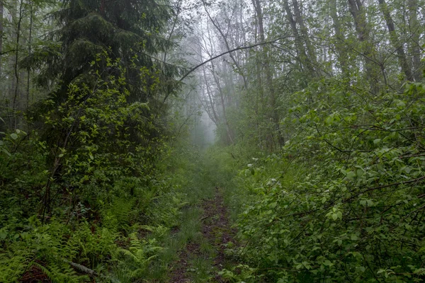 Brouillard Dans Forêt Région Novgorod Russie — Photo