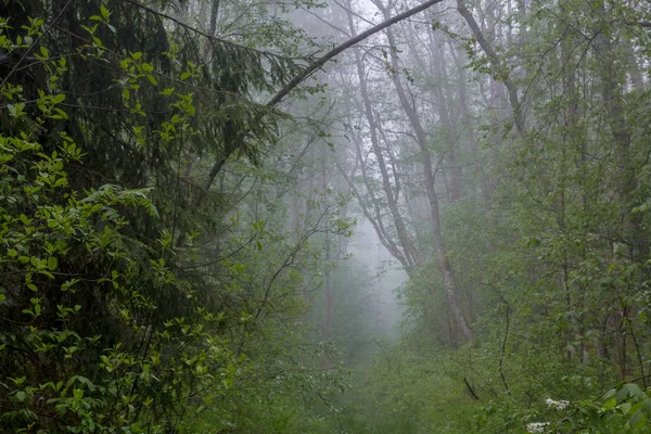 Brouillard Dans Forêt Région Novgorod Russie — Photo