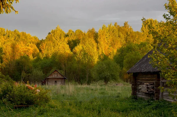 Ζωή Στο Χωριό Περιφέρεια Νόβγκοροντ Ρωσία — Φωτογραφία Αρχείου