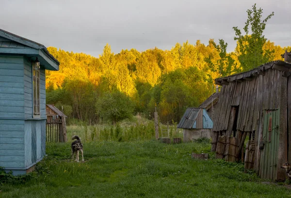 Vie Village Région Novgorod Russie — Photo