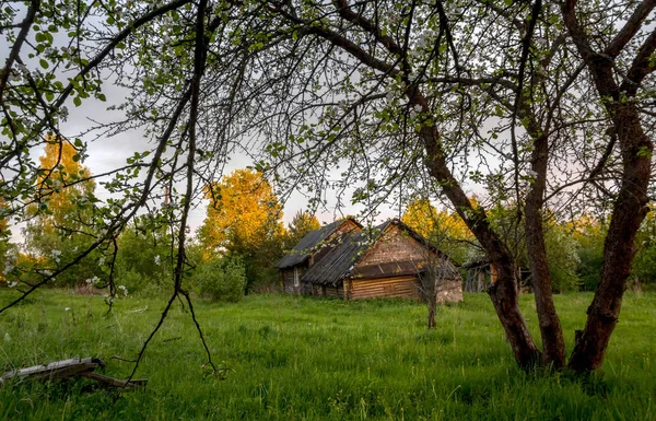 Landsbygdens Landskap Vid Soluppgången Novgorod Regionen Ryssland — Stockfoto