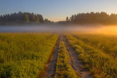 Orman sabahın erken saatlerinde. Leningrad oblast. Rusya
