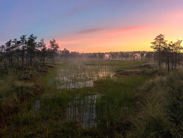 Bataklık, Leningrad oblast sabah. Rusya