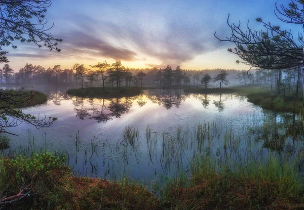 Matin Dans Marais Oblast Leningrad Russie — Photo