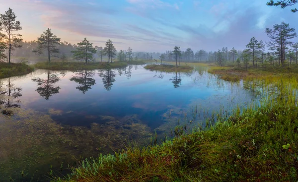 Ráno Bažinách Leningradské Oblasti Rusko — Stock fotografie