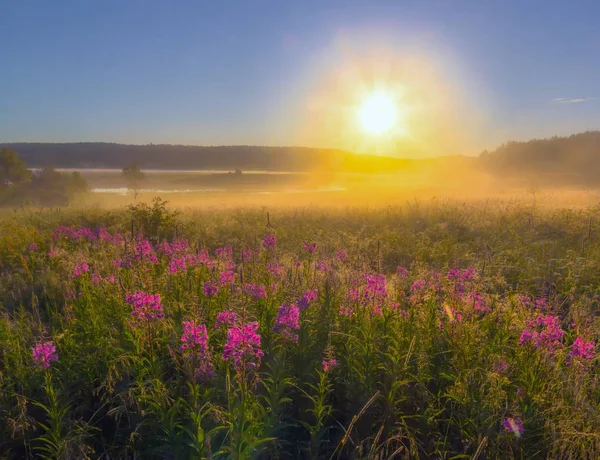 Ivan Tea Pole Při Východu Slunce Karélie Rusko — Stock fotografie