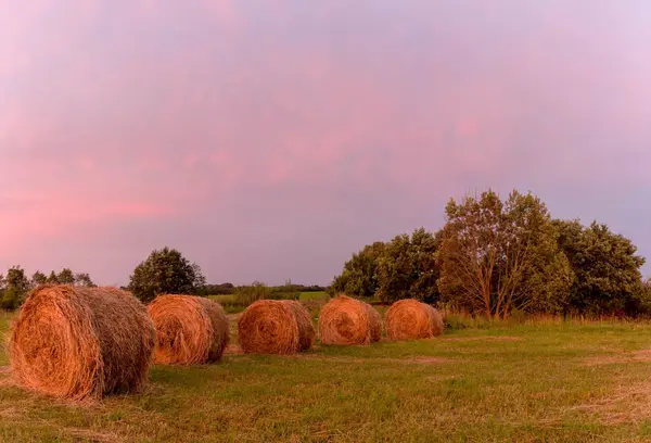 Nido Con Cigüeñas Amanecer —  Fotos de Stock