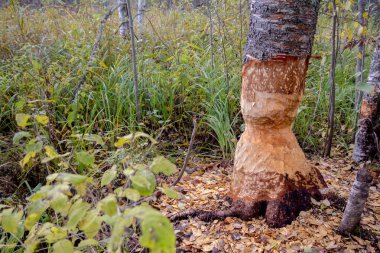 Kunduz çiğnenmiş bir ağaç. Leningrad bölge. Rusya