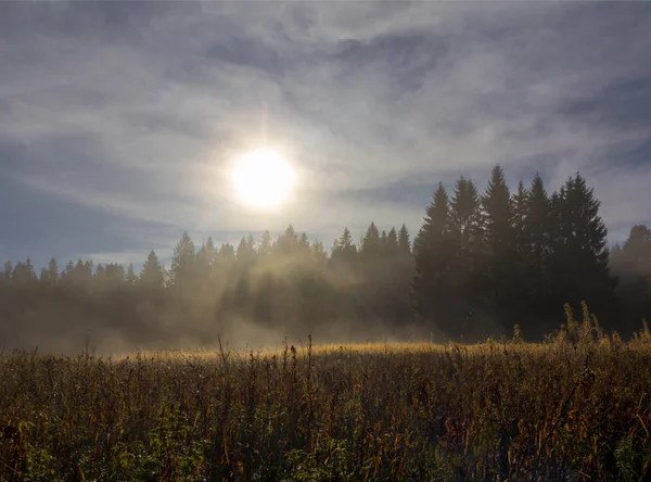 Morning Forest Leningrad Region Russia — Stock Photo, Image