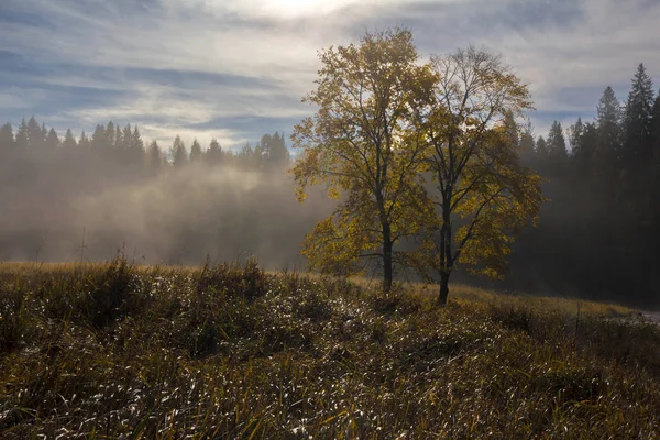 Morning Forest Leningrad Region Russia — Stock Photo, Image