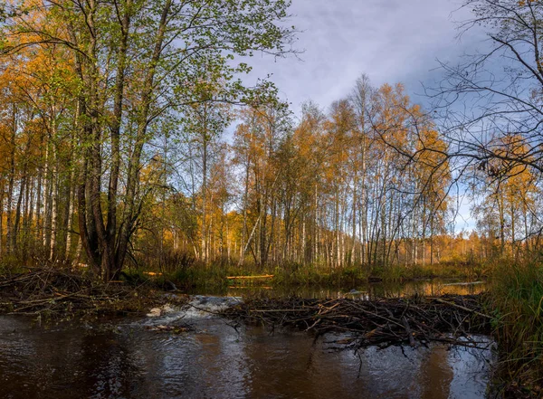 Autumn Forest River Leningrad Region Russia — Stock Photo, Image