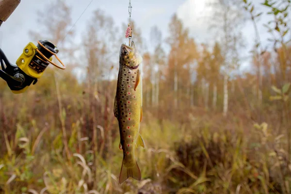 Sportvissen Rivier Regio Leningrad Rusland — Stockfoto