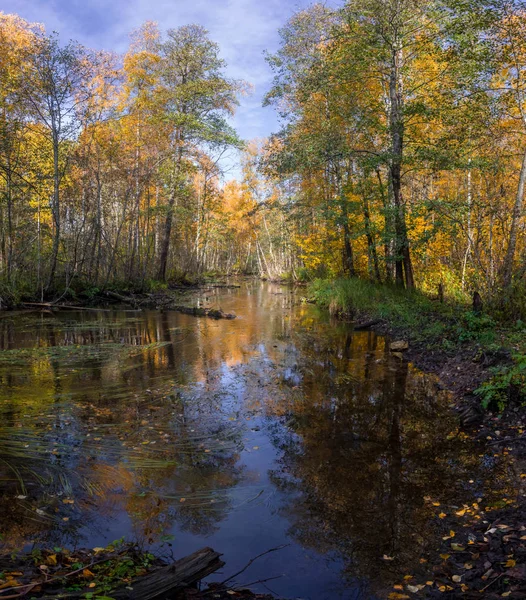 Morning Forest Leningrad Region Russia — Stock Photo, Image