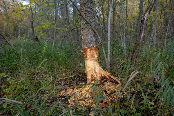 Arbre Mâcher Castor Région Leningrad Russie — Photo