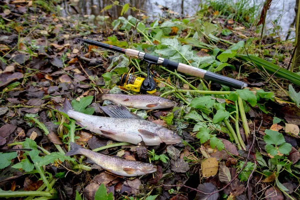 sport fishing on the river. Leningrad region. Russia